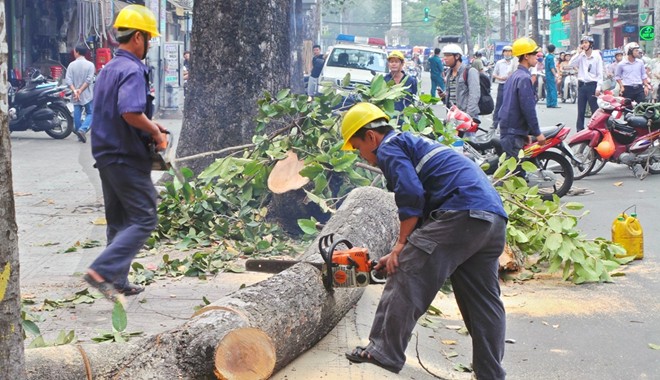 Kết quả hình ảnh cho "chặt cây" +"hà nội"