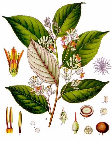 Styrax_benzoin_-_Köhler–s_Medizinal-Pflanzen-133