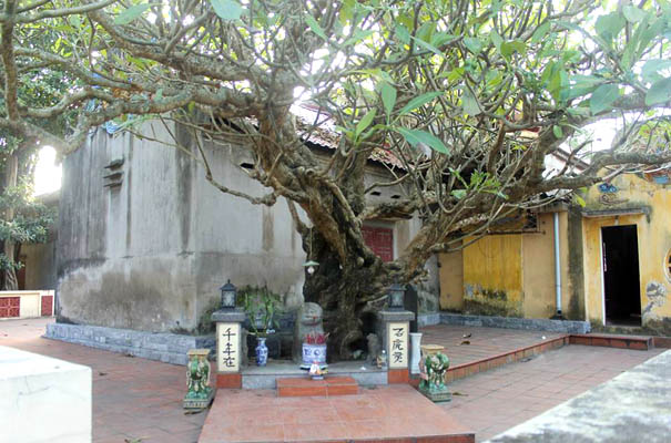Văn hoá - Những chuyện kỳ thú quanh cây di sản hơn 400 tuổi ở Hải Phòng (Hình 2).