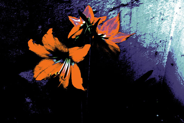 A close-up of orange flowersDescription automatically generated