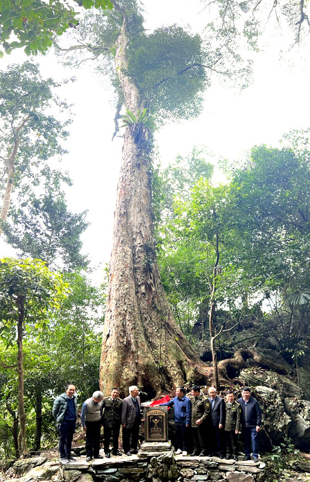 A group of people standing in front of a large treeDescription automatically generated