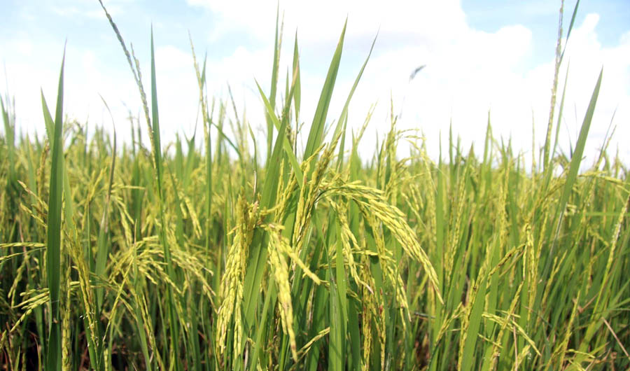 Close-up of a rice fieldAI-generated content may be incorrect.