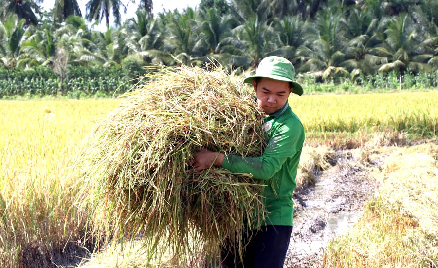 A person carrying a bundle of grassAI-generated content may be incorrect.