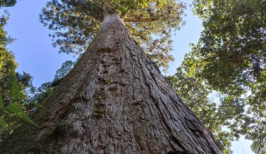 Looking up a tree trunk with many branchesAI-generated content may be incorrect.