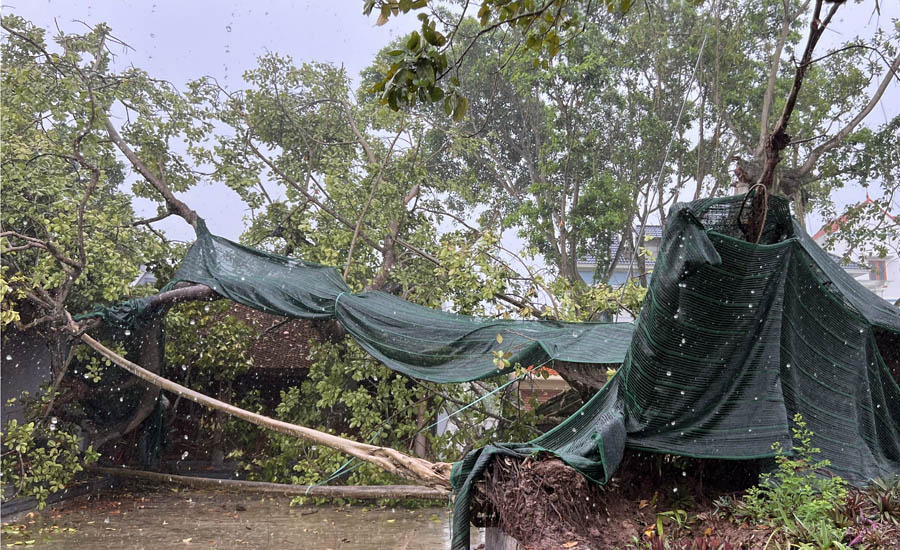 A tree fallen on a treeAI-generated content may be incorrect.