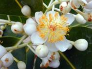 E:\ẢNH CÂY\CÂY PHOTO\CAY THUOC (L-Z)\Mù u\Calophyllum_inophyllum, hoa.jpg