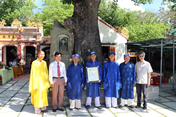 Cây đầu tiên ở thị xã Ninh Hòa được công nhận Cây di sản Việt Nam