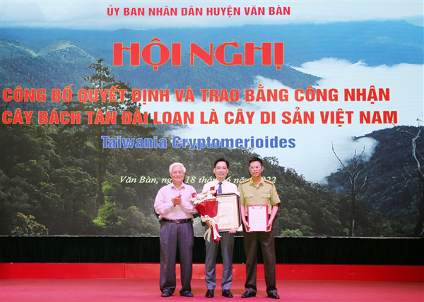 Cây Bách tán đầu tiên được công nhận là Cây Di sản Việt Nam