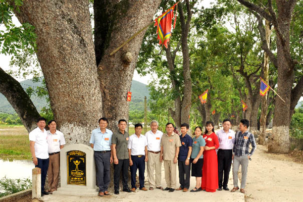 Thêm 23 cây cổ thụ của tỉnh Thanh Hoá được gắn bia Cây Di sản Việt Nam