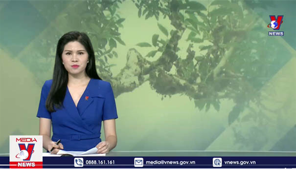 Video Quần thể chè Shan tuyết tại Hà Giang được công nhận là Cây Di sản Việt Nam