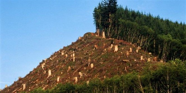 Suy thoái tài nguyên rừng trên thế giới – Thực trạng, nguyên nhân và giải pháp