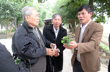 Vinh danh cây di sản Việt Nam: Lưu giữ cốt cách xưa