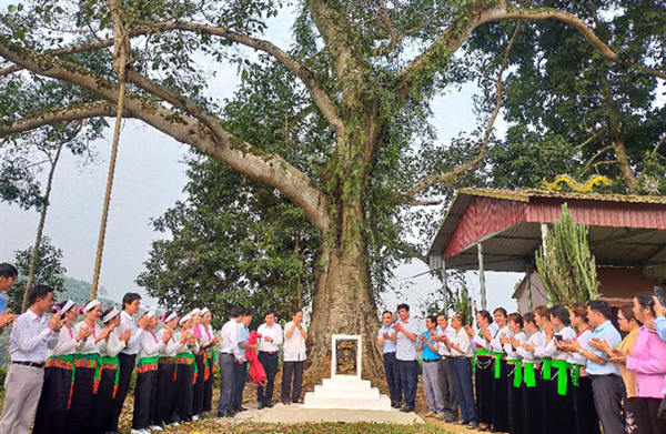 Công nhận 04 cây cổ thụ tại xã Văn Miếu, huyện Thanh Sơn (Phú Thọ) là Cây Di sản Việt Nam