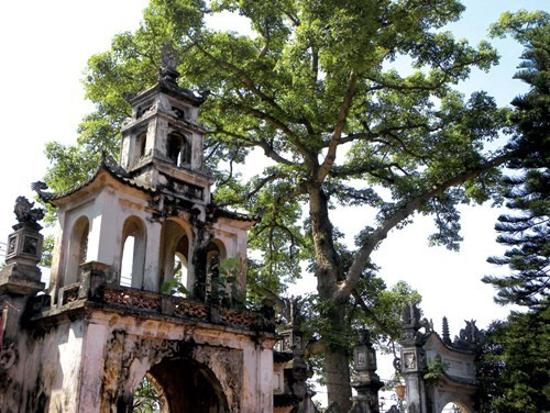 Thêm 5 cây cổ thụ bên bờ sông Nhuệ được công nhận là Cây Di sản Việt Nam