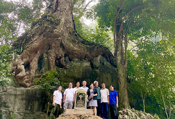 Cây Nghiến cổ thụ bậc nhất của tỉnh Tuyên Quang được vinh danh là cây Di sản Việt Nam