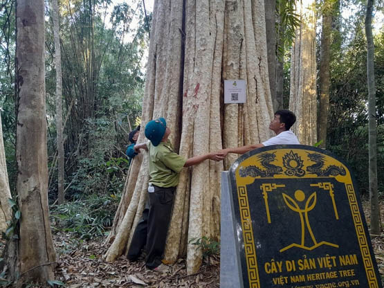 Chỉ một khu rừng nổi tiếng Bình Phước có 39 cây cổ thụ được công nhận Cây Di sản Việt Nam