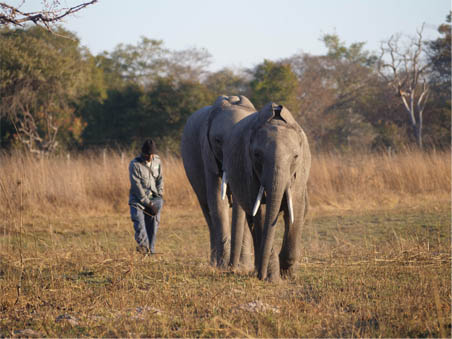 Ứng dụng khoa học công nghệ trong bảo tồn và phát triển loài voi