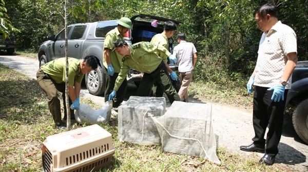 Thả 42 cá thể động vật hoang dã quý hiếm về với tự nhiên tại Vườn quốc gia Chư Yang Sin (Đắk Lắk)