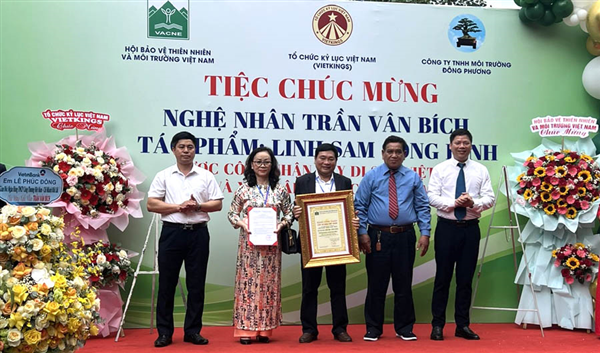 Cây Ba gai (Linh sam Sông Hinh) đầu tiên được công nhận là Cây Di sản Việt Nam