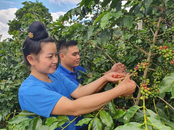 Bài toán chuỗi giá trị xanh – từ nông hộ tới thị trường quốc tế