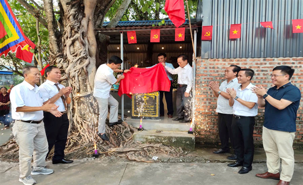 Cây Bồ đề hơn 300 năm tại An Dương (Hải Phòng) được công nhận là Cây Di sản Việt Nam