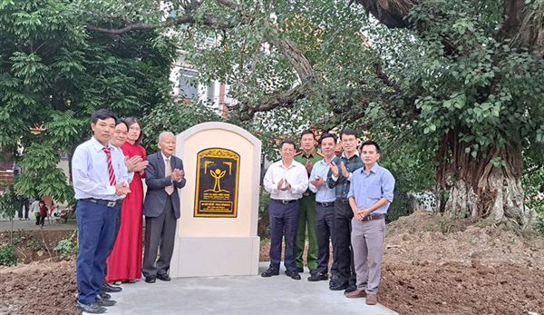 Ba cây Bồ đề ở thôn Khê Ngoại 5 được công nhận là Cây Di sản Việt Nam