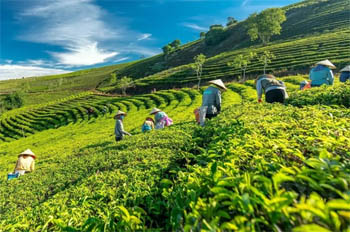 Khơi thông nguồn lực cho chuyển đổi xanh