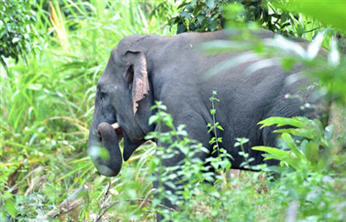 Bảo tồn voi giai đoạn 2015-2025: Quần thể voi phục hồi rõ rệt, xung đột giảm mạnh