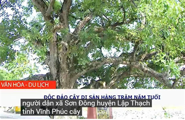 Video: Độc đáo cây di sản hàng trăm năm tuổi
