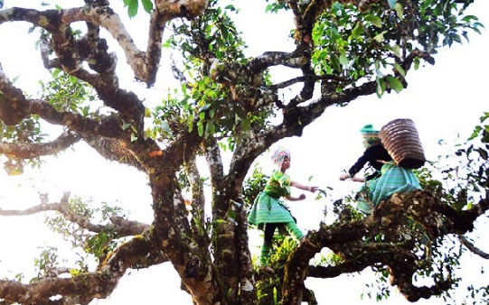 Chè shan tuyết cổ thụ là cây di sản và cũng là bảo vật