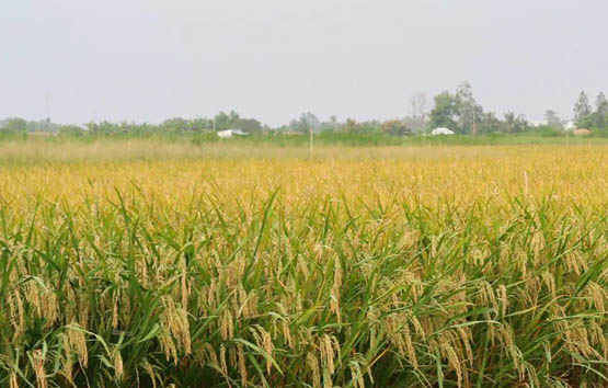 Thí điểm mô hình “canh tác lúa hiệu quả cao, phát thải thấp” ở đồng bằng sông Hồng