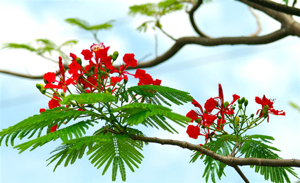 Đón mùa Hè tháng Tư