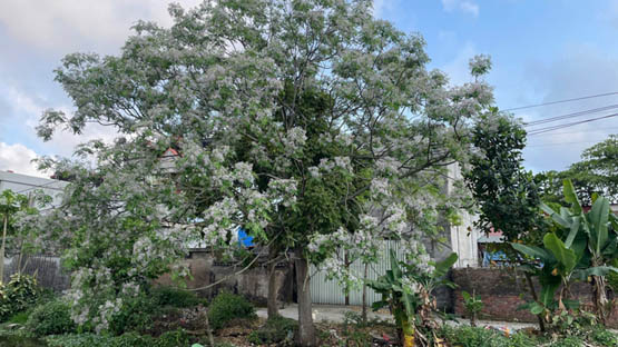 Sắc tím mùa hoa xoan