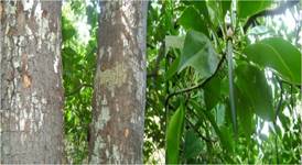 Vẹt hainesi - loài cây ngập mặn mới tại côn đảo 