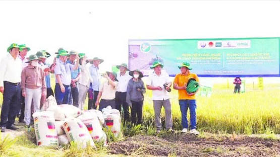 Sản xuất lúa chất lượng cao, phát thải thấp
