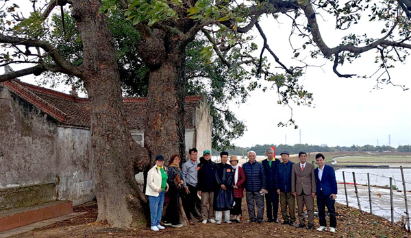 The legendary Gạo Tree in Tan My village – a historical and cultural symbol honored as a Vietnamese Heritage Tree