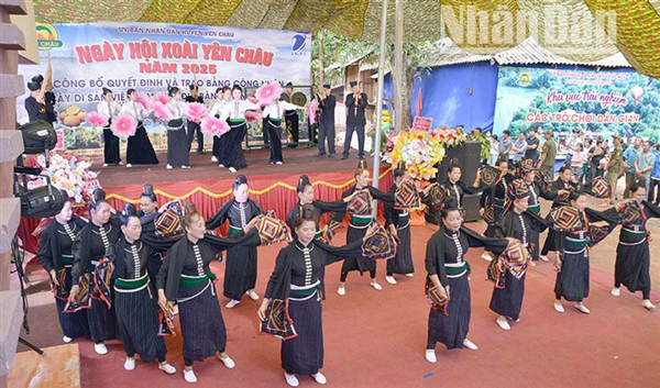 Sơn La: 5 loại cây được công nhận cây di sản tại Ngày hội xoài Yên Châu