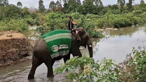 Video: Lễ hội Voi Bản Đôn