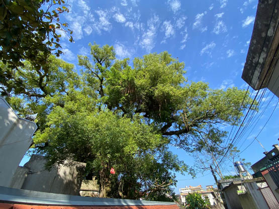 Ngắm Dã hương hơn 600 năm tuổi ở Ninh Bình