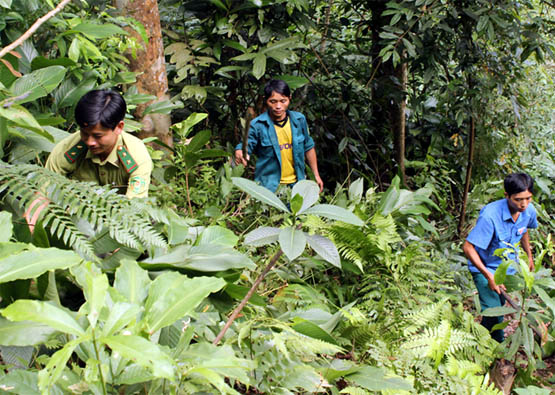 Chính sách chi trả dịch vụ môi trường rừng mang lại hơn 3.000 tỷ đồng mỗi năm