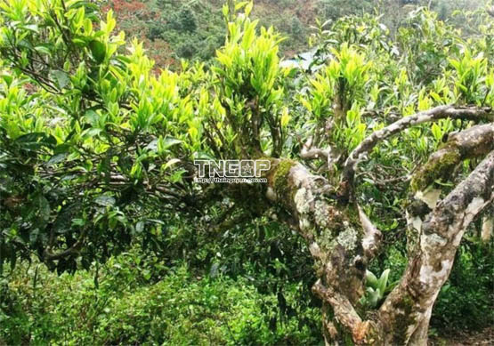 (Báo Thái Nguyên): Chè Shan tuyết Bằng Phúc được công nhận là cây Di sản Việt Nam