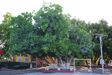 Thêm 23 cây cổ thụ lọt vào danh sách Cây di sản Việt Nam