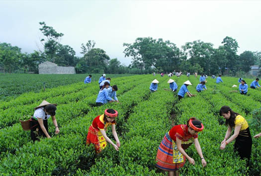 Phát triển vùng Trung du và miền núi phía Bắc theo hướng toàn diện, xanh, bền vững