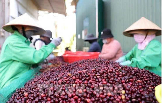 Vietnam coffee exports hit record high