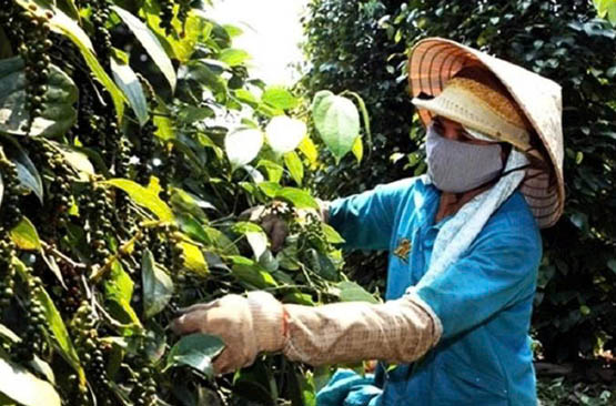 Pepper exports surge over 24 per cent to USD 1.5 billion in 11 months